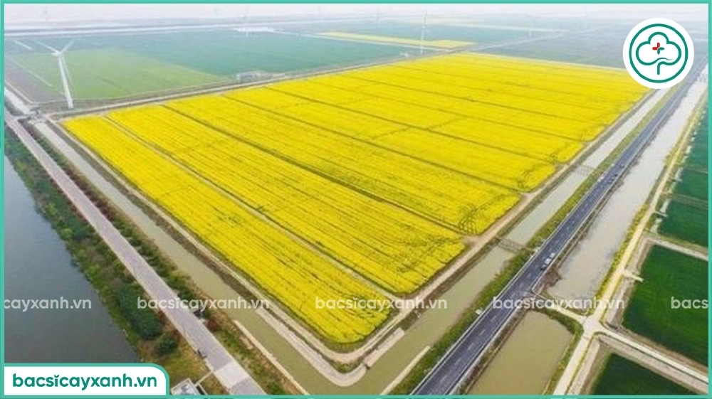 Biện pháp rửa mặn